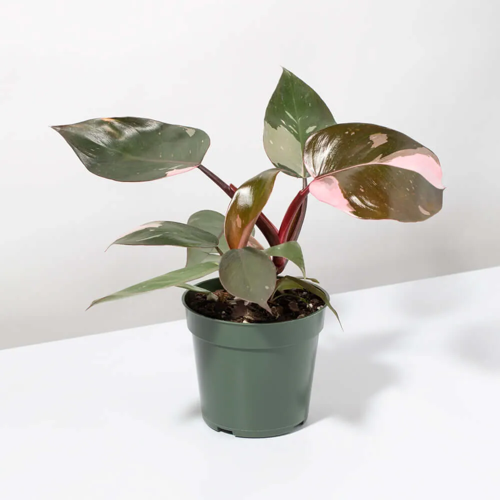 Philodendron 'Pink Princess'