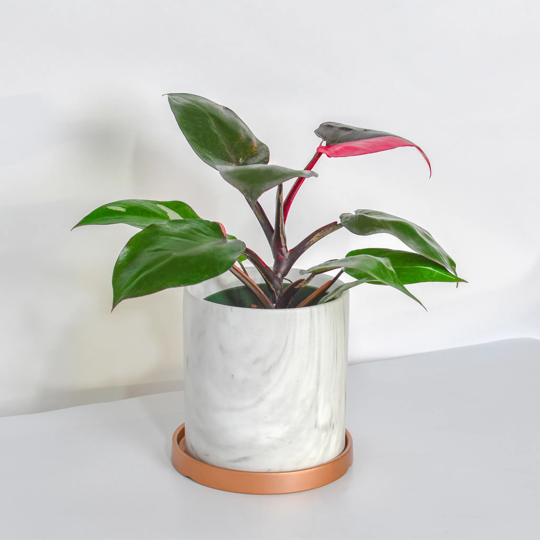 Philodendron 'Pink Princess'