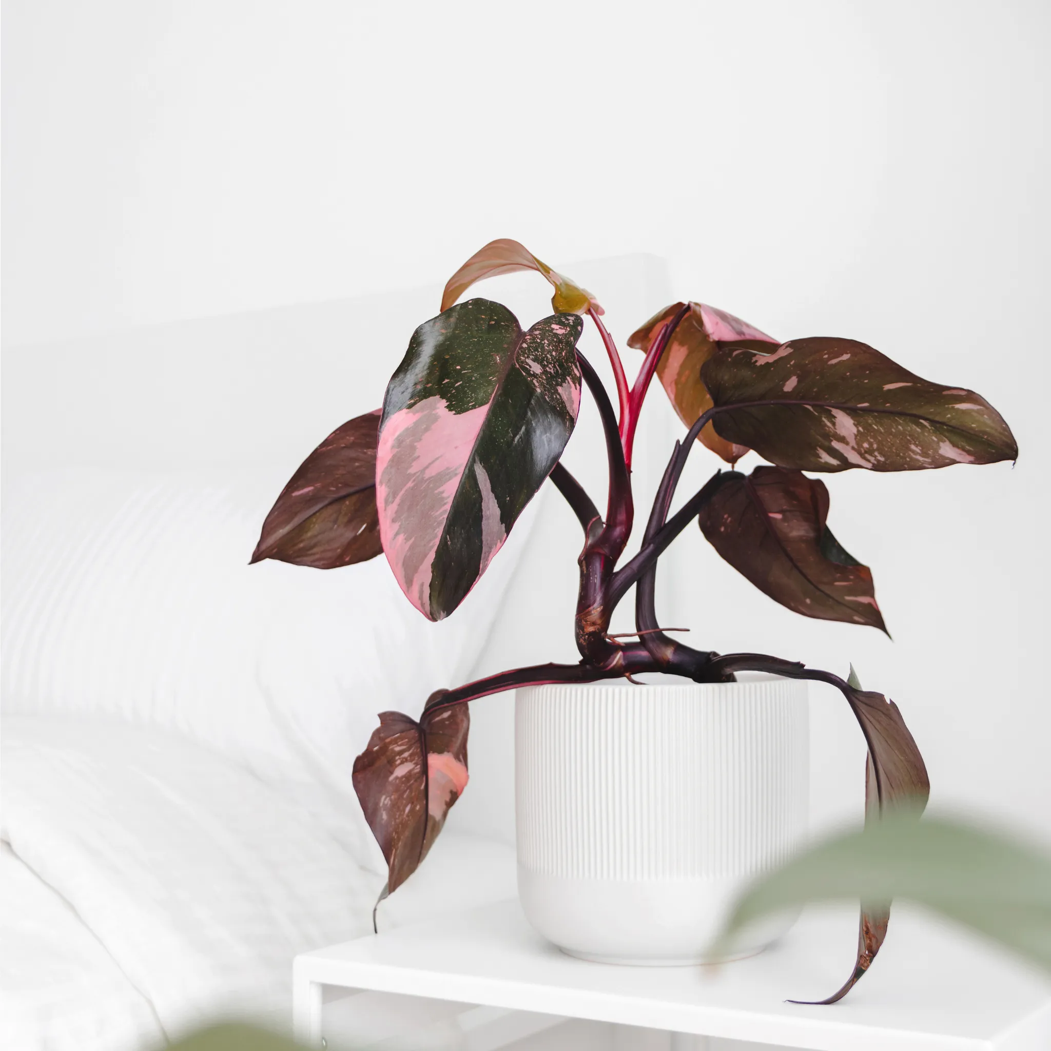 Philodendron 'Pink Princess'