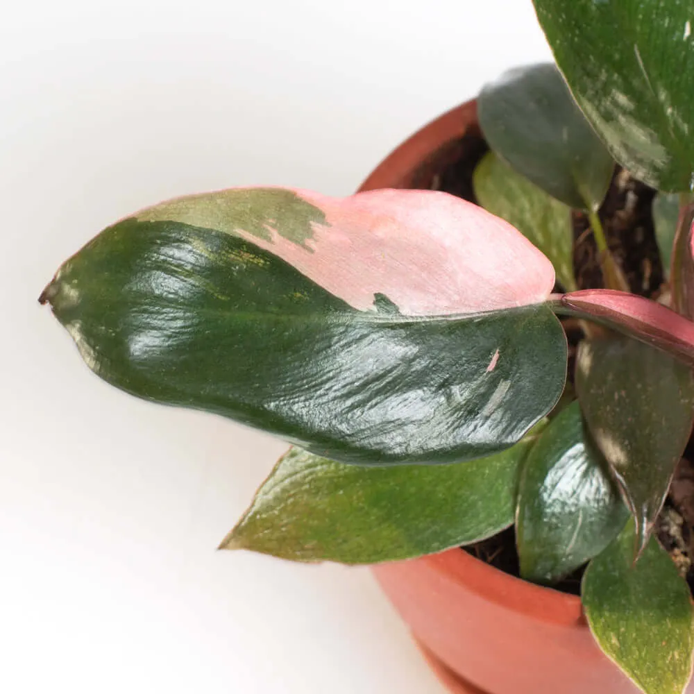 Philodendron 'Pink Princess'